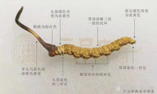 菊花的功效与禁忌-专业昆仑菊花的功效与禁忌平台-菊花的作用和功效